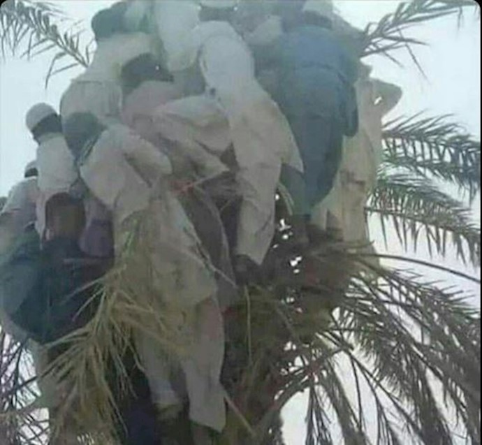 People are taking refuge in trees to escape floods