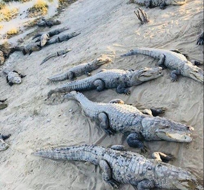 Waterflood has pushed alligators into villages