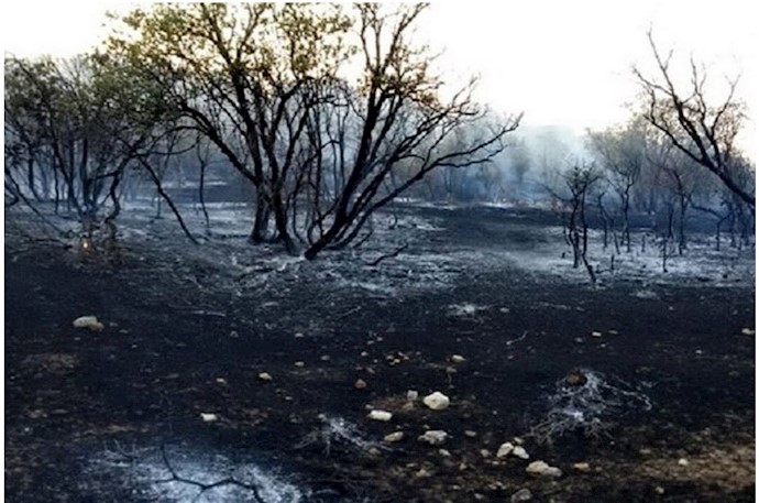 Burnt Zagros forest